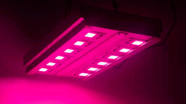 Panel led 600w Cultivo Indoor Luxativa